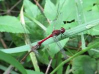 Blutrote Heidelibelle, Sympetrum sanguineum