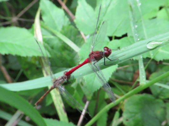 Blutrote Heidelibelle, Sympetrum sanguineum