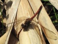 Blutrote Heidelibelle, Sympetrum sanguineum