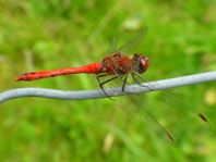 Blutrote Heidelibelle, Sympetrum sanguineum, Männchen