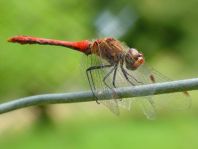 Blutrote Heidelibelle, Sympetrum sanguineum, Männchen