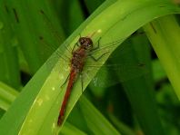 Blutrote Heidelibelle, Sympetrum sanguineum, Männchen