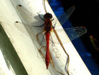 Blutrote Heidelibelle, Sympetrum sanguineum, Männchen