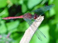 Blutrote Heidelibelle, Sympetrum sanguineum, Männchen