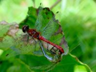 Blutrote Heidelibelle, Sympetrum sanguineum, Männchen