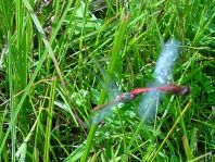 Blutrote Heidelibelle, Sympetrum sanguineum, Männchen