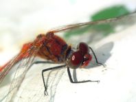 Blutrote Heidelibelle, Sympetrum sanguineum, Männchen