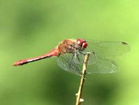 Blutrote Heidelibelle, Sympetrum sanguineum