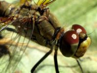 Blutrote Heidelibelle, Sympetrum sanguineum