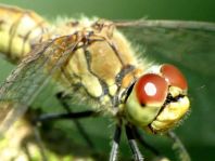 Blutrote Heidelibelle, Sympetrum sanguineum