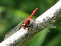 Blutrote Heidelibelle, Sympetrum sanguineum