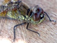 Blutrote Heidelibelle, Sympetrum sanguineum