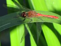 Blutrote Heidelibelle, Sympetrum sanguineum