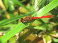 Blutrote Heidelibelle, Sympetrum sanguineum