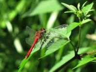 Blutrote Heidelibelle, Sympetrum sanguineum