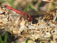 Blutrote Heidelibelle, Sympetrum sanguineum