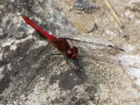 Blutrote Heidelibelle, Sympetrum sanguineum