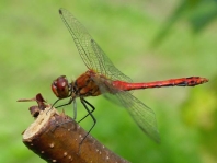 Blutrote Heidelibelle, Sympetrum sanguineum, MJännchen