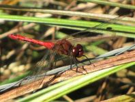 Blutrote Heidelibelle, Sympetrum sanguineum