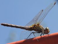 Blutrote Heidelibelle, Sympetrum sanguineum