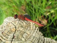 Blutrote Heidelibelle, Sympetrum sanguineum