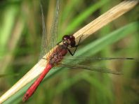 Blutrote Heidelibelle, Sympetrum sanguineum