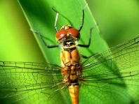 Blutrote Heidelibelle, Sympetrum sanguineum