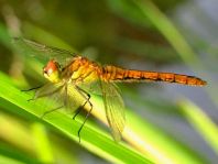 Blutrote Heidelibelle, Sympetrum sanguineum