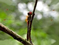 Blutrote Heidelibelle, Sympetrum sanguineum, Männchen