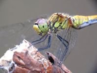 Blutrote Heidelibelle, Sympetrum sanguineum