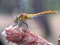 Blutrote Heidelibelle, Sympetrum sanguineum