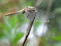 Blutrote Heidelibelle, Sympetrum sanguineum