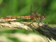 Blutrote Heidelibelle, Sympetrum sanguineum