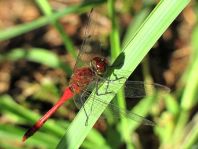 Blutrote Heidelibelle, Sympetrum sanguineum