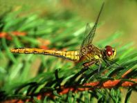 Blutrote Heidelibelle, Sympetrum sanguineum