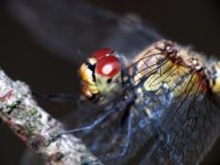 Blutrote Heidelibelle, Sympetrum sanguineum