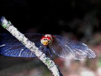 Blutrote Heidelibelle, Sympetrum sanguineum