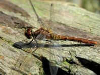 Blutrote Heidelibelle, Sympetrum sanguineum