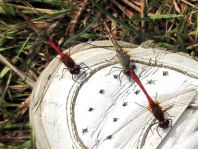 Blutrote Heidelibelle, Sympetrum sanguineum