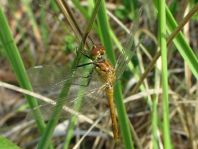 Blutrote Heidelibelle, Sympetrum sanguineum