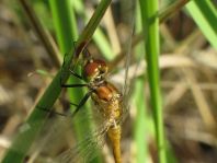 Blutrote Heidelibelle, Sympetrum sanguineum