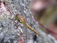 Blutrote Heidelibelle, Sympetrum sanguineum