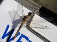 Blutrote Heidelibelle, Sympetrum sanguineum