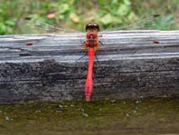 Blutrote Heidelibelle, Sympetrum sanguineum, Männchen