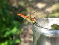 Blutrote Heidelibelle, Sympetrum sanguineum