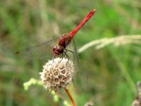 Blutrote Heidelibelle, Sympetrum sanguineum