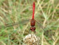 Blutrote Heidelibelle, Sympetrum sanguineum