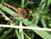 Blutrote Heidelibelle, Sympetrum sanguineum