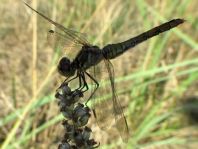 Blutrote Heidelibelle, Sympetrum sanguineum