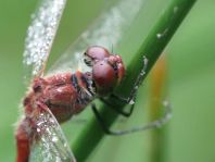 Blutrote Heidelibelle, Sympetrum sanguineum